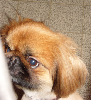 Tierheim Hunde