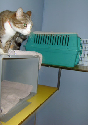Katze